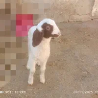 بره شیری قیمت توافقی|حیوانات مزرعه|کرمانشاه, |دیوار