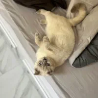 اسکاتیش فولد بلو ماده|گربه|نوشهر, |دیوار