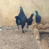 مرندقره سی|حیوانات مزرعه|مرند, |دیوار