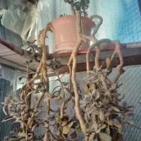 حراج حراج انواع گل|گل و گیاه طبیعی|شاهرود, |دیوار