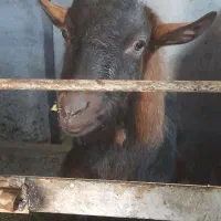 نر بز آلپایین