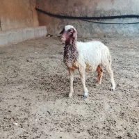 بره|حیوانات مزرعه|سرپل ذهاب, |دیوار
