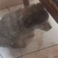 واگذاری توله سگ مهربان وبازیگوش