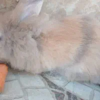 ۱جفت خرگوش مینی لوپ