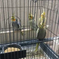 مرغ عروس|پرنده|آران و بیدگل, |دیوار