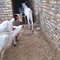 تعداد ۷ بز گلابی ۶ بز و یه تکه .و چند بزغاله گلابی|حیوانات مزرعه|قائن, |دیوار