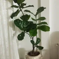 گل لیراتا و افوربیا برگ عبایی