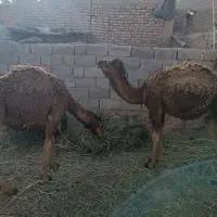 بلبون فروشی