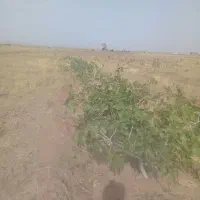 گاوداری-و-نهال-پسته-و-3-ساعت-ونیم-آب