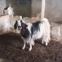 فروشی|حیوانات مزرعه|جلگه رخ, |دیوار