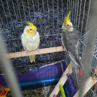 جوجه عروس هلندی