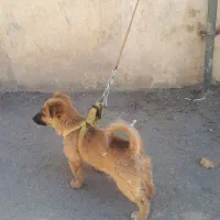 توله سگ نر پاکوتاه شناسنامه دار۲۵۰۰۰۰۰|سگ|بروجرد, |دیوار