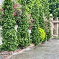 باغچه ویلا نما رومی مبله ۲۰۰ متری ویو ابدی جنگل|فروش خانه و ویلا|چمستان, |دیوار