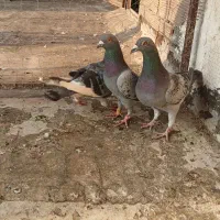 ۳ عدد پلاکی نر