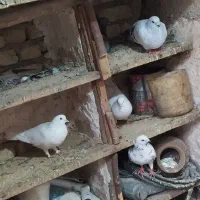 کبوتر