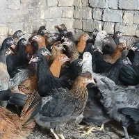 حراج مرغ باری  محلی ۵ ماهه نیمه درشت دم تخم شیراز
