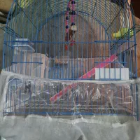 قفس همراه با لوازم و ویتامینKو ویتامین B