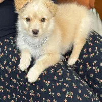 واگذاری سگ ۳ماهه ماده میکس پامر و شیتزو