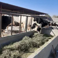 گوساله نر و ماده|حیوانات مزرعه|مشهد, خرم آباد|دیوار