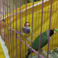 فنچ گلدین جفت|پرنده|رشت, شالکو|دیوار