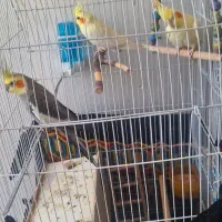 عروس هلندی ۲تانر یدونه ماده .چند کلمه حرف میزنن|پرنده|بروجرد, |دیوار