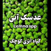 عدسک آب فرشی سبز و طبیعی بر سطح آکواریوم شما