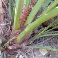 فروش انواع نخل وپاجوش و برحی اصل،