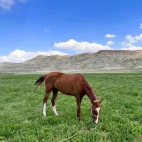 اسب مادیون ترکمن ۴ به ۵