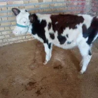 گوساله ماده سیمینتال و هلشتاین