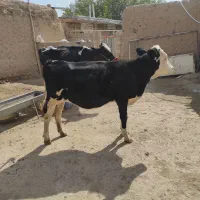 گاو و گوساله|حیوانات مزرعه|ماهنشان, |دیوار