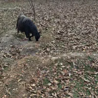 بز های خوب|حیوانات مزرعه|سردرود, |دیوار