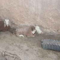 بز،داشتی|حیوانات مزرعه|خورموج, |دیوار