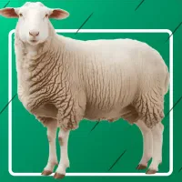 فروش دام گوسفند زنده با اعطای وام ده ماهه