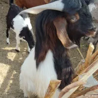 فروشی|حیوانات مزرعه|دامن, |دیوار