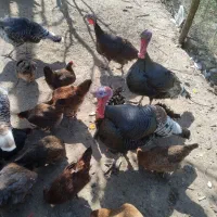 فروش بوقلمون