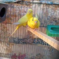 جفت مرغ عشق باتخم|پرنده|زاهدان, |دیوار