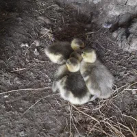 بچه غاز سه روزه . دونه ای ۴۵۰ هزار تومان