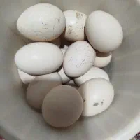 تخم لاری فروشی