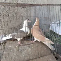 کبوتر چادری|پرنده|پاکدشت, شهرک انقلاب|دیوار