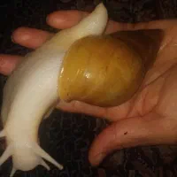 حلزون آلبینیو تخم گذار  مخصوص پوست