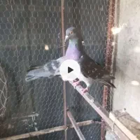 کفتر