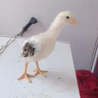 جوجه لاری و تخم نطفه دار لاری اصیل