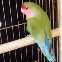 کوتوله برزیلی