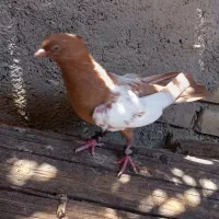 سینه ای|پرنده|بندر ماهشهر, |دیوار