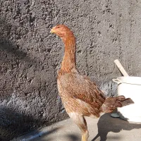 جوجه لاری ۱ماهه|حیوانات مزرعه|پیرانشهر, |دیوار