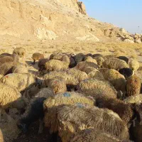 ۱۳۰ راس میش|حیوانات مزرعه|مرودشت, ژیان|دیوار