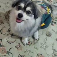 سگ میکس هاسکی و اشپیدز ۲ ساله