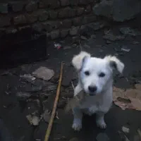 توله اشپیتز نر