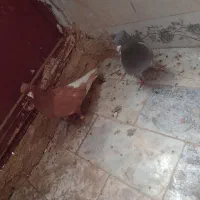 کبوترجفت دم سفید