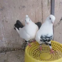 کفتر دمبی سیاه ومسافتی|پرنده|سبزوار, کهنه آب|دیوار